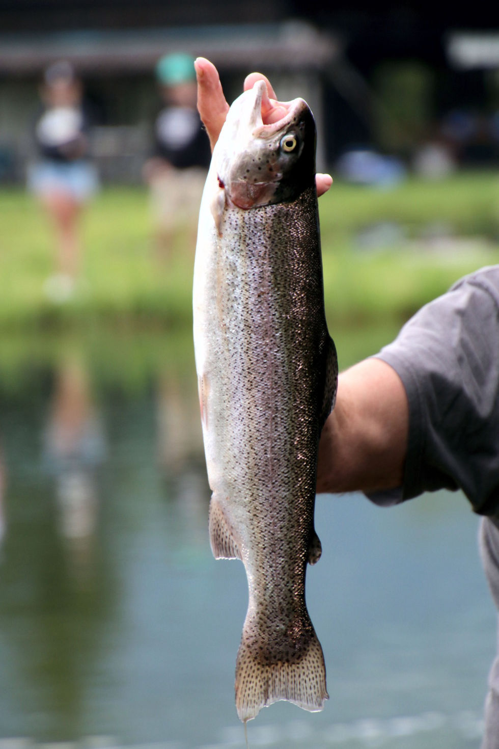 trout